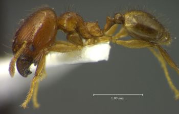 Media type: image;   Entomology 35192 Aspect: habitus lateral view